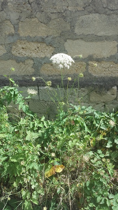 sembra achillea cosa � - no, Apiacea